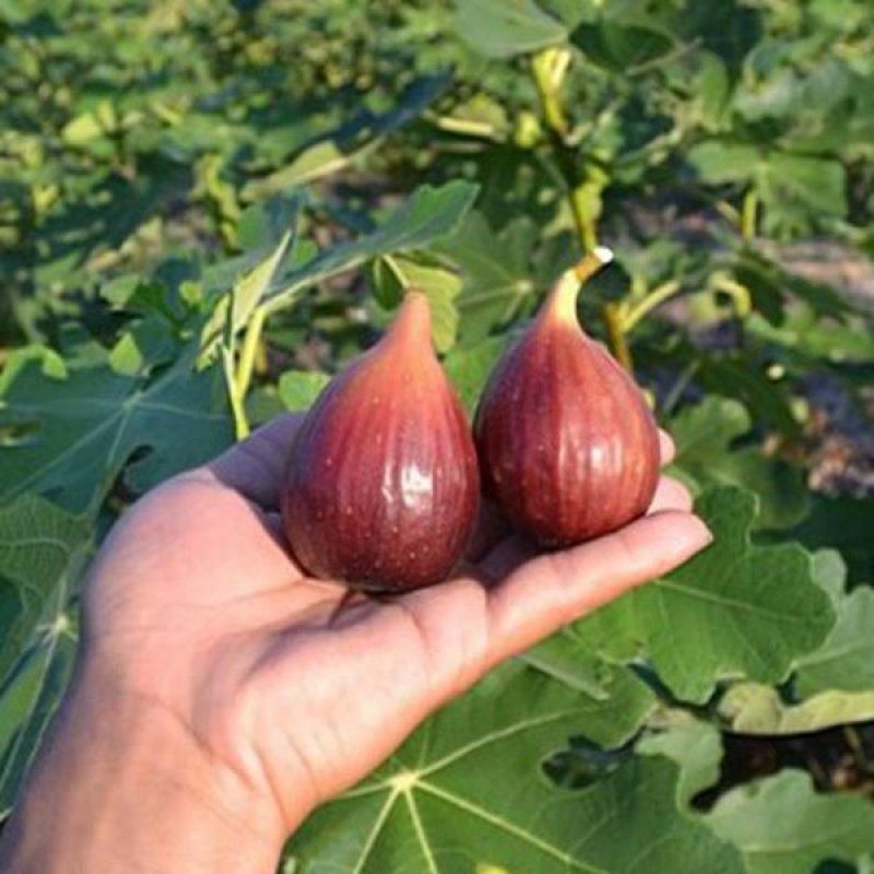 无花果苗特大波姬红南方北方四季阳台盆栽种植水果果树苗当年