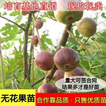无花果苗特大波姬红南方北方四季阳台盆栽种植水果果树苗当年