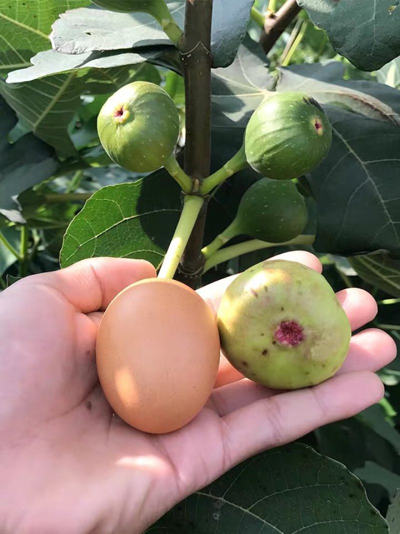 无花果苗特大波姬红南方北方四季阳台盆栽种植水果果树苗当年