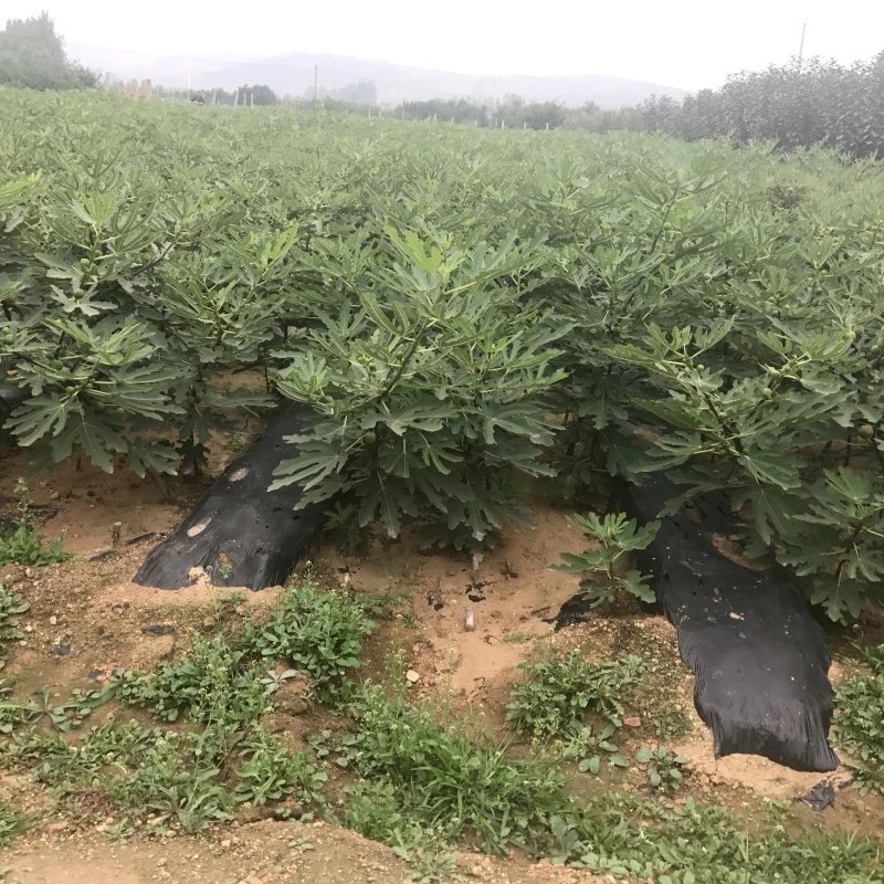 无花果苗特大波姬红南方北方四季阳台盆栽种植水果果树苗当年