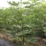 无花果苗特大波姬红南方北方四季阳台盆栽种植水果果树苗当年