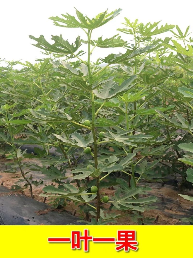 无花果苗特大波姬红南方北方四季阳台盆栽种植水果果树苗当年