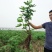 无花果苗特大波姬红南方北方四季阳台盆栽种植水果果树苗当年