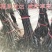 无花果苗特大波姬红南方北方四季阳台盆栽种植水果果树苗当年