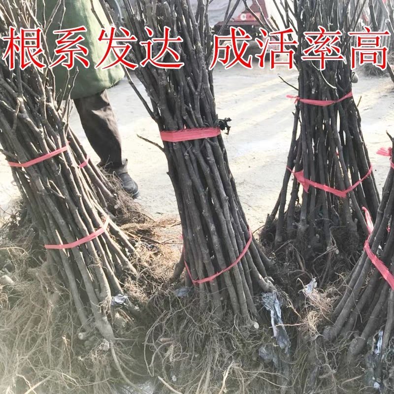 无花果苗特大波姬红南方北方四季阳台盆栽种植水果果树苗当年