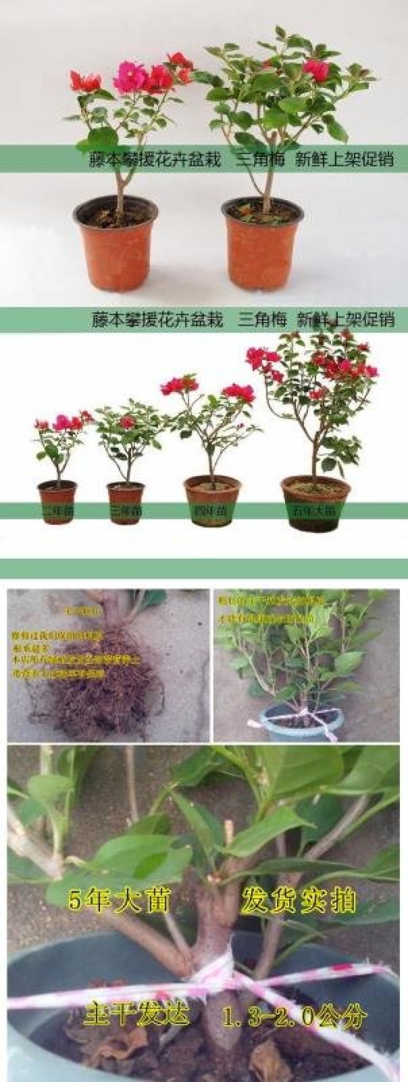 三角梅花苗盆栽花卉植物四季开花阳台庭院爬藤攀援植物三叶梅