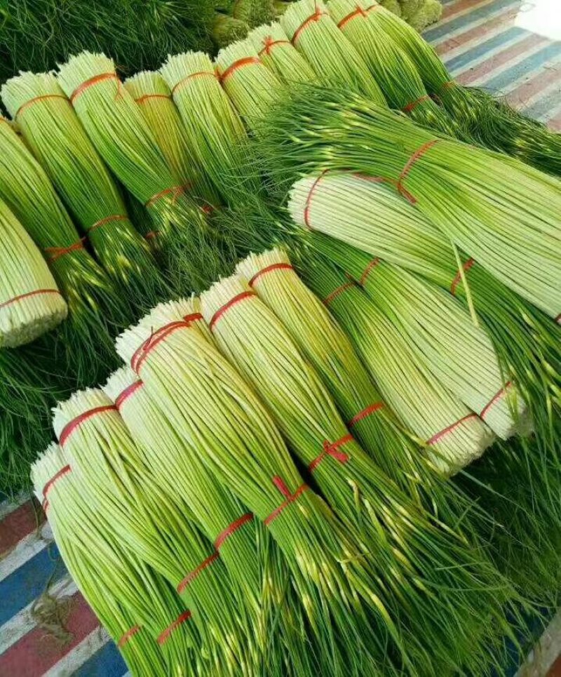 白帽蒜苔(万亩大蒜收货市场)预售