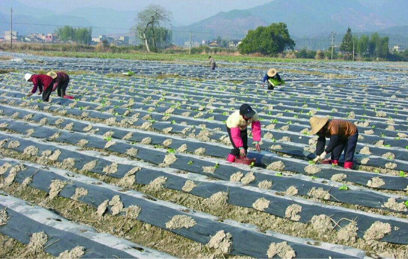 黑地膜银黑地膜白地膜可以视频看货！包运费