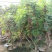 凌霄花苗爬藤植物绿化苗攀援小爬山虎盆栽凌霄花南北方