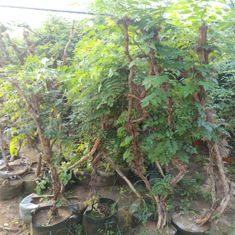 凌霄花苗爬藤植物绿化苗攀援小爬山虎盆栽凌霄花南北方