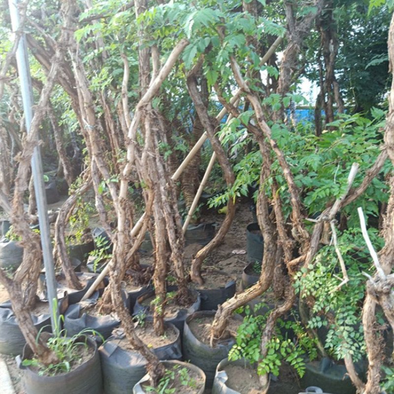 凌霄花苗爬藤植物绿化苗攀援小爬山虎盆栽凌霄花南北方