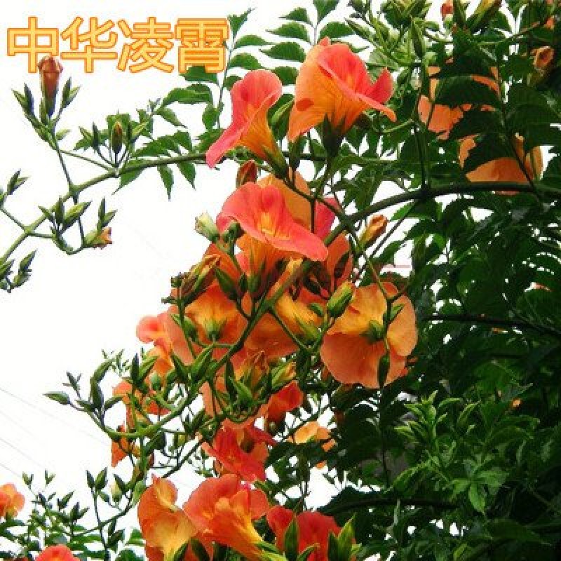 凌霄花苗爬藤植物绿化苗攀援小爬山虎盆栽凌霄花南北方