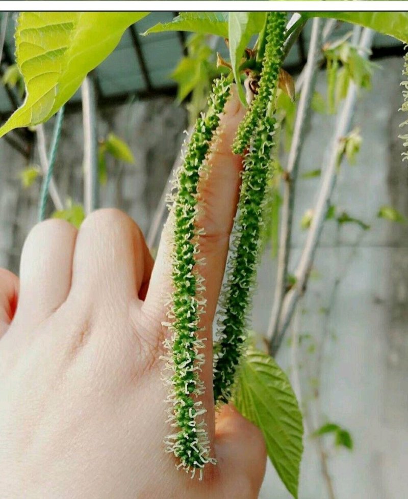 果槡树苗无籽大十台湾长果桑白珍珠