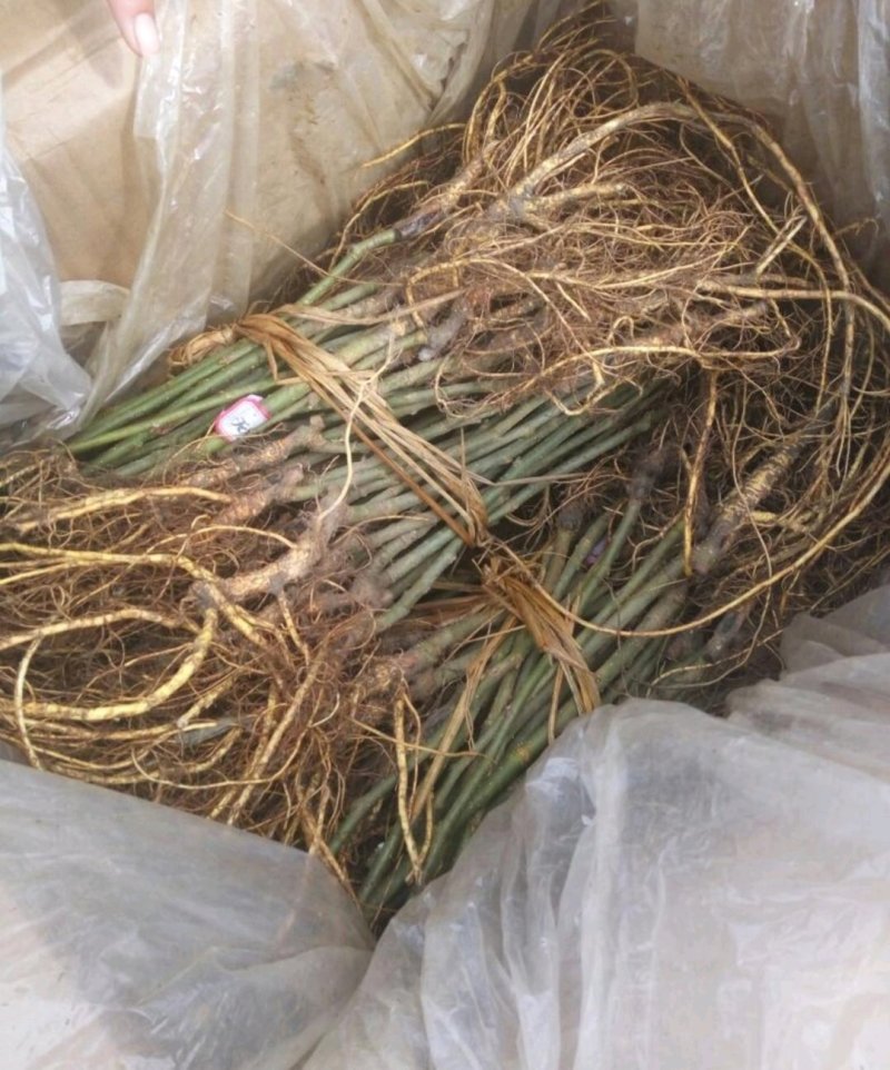 果槡树苗无籽大十台湾长果桑白珍珠