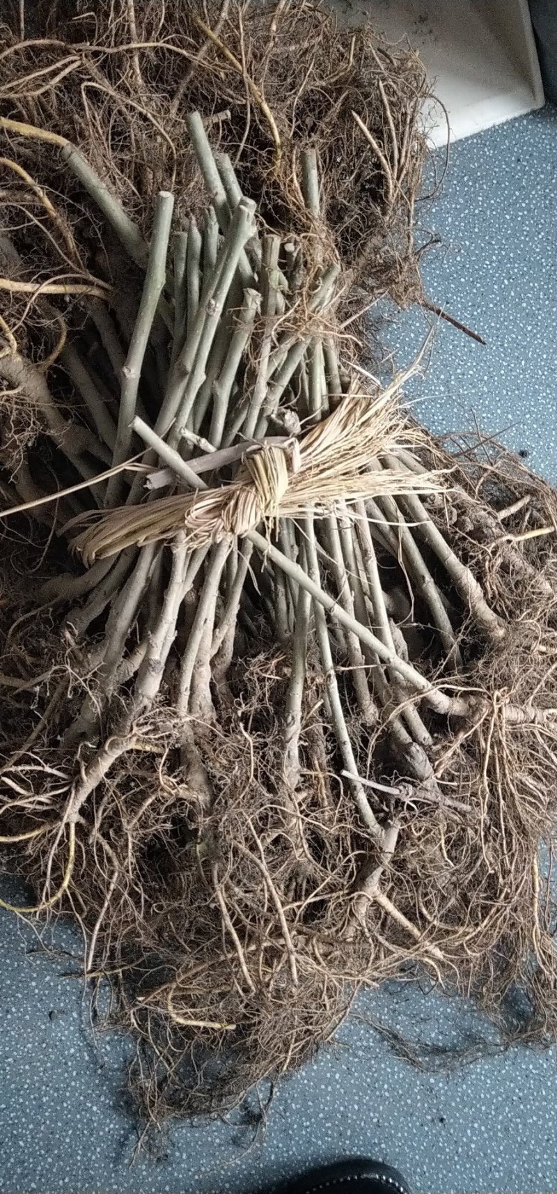 果槡树苗无籽大十台湾长果桑白珍珠