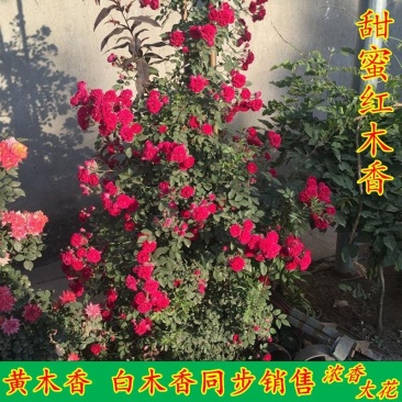 木香花苗七里香盆栽爬藤植物浓香四季甜蜜红木香花苗蔷薇攀援