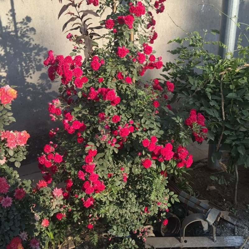 木香花苗七里香盆栽爬藤植物浓香四季甜蜜红木香花苗蔷薇攀援