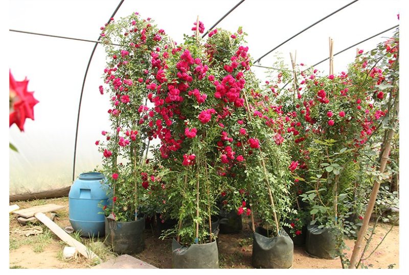 木香花苗七里香盆栽爬藤植物浓香四季甜蜜红木香花苗蔷薇攀援
