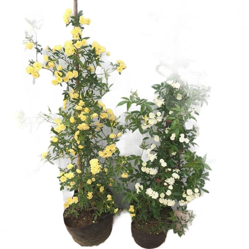 木香花苗七里香盆栽爬藤植物浓香四季甜蜜红木香花苗蔷薇攀援