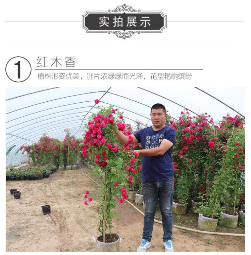 木香花苗七里香盆栽爬藤植物浓香四季甜蜜红木香花苗蔷薇攀援
