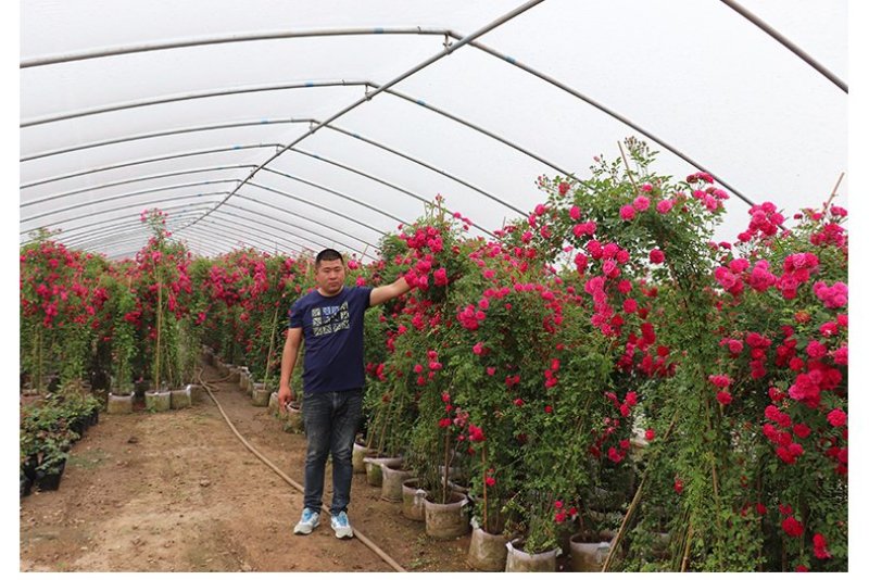 木香花苗七里香盆栽爬藤植物浓香四季甜蜜红木香花苗蔷薇攀援