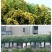木香花苗七里香盆栽爬藤植物浓香四季甜蜜红木香花苗蔷薇攀援