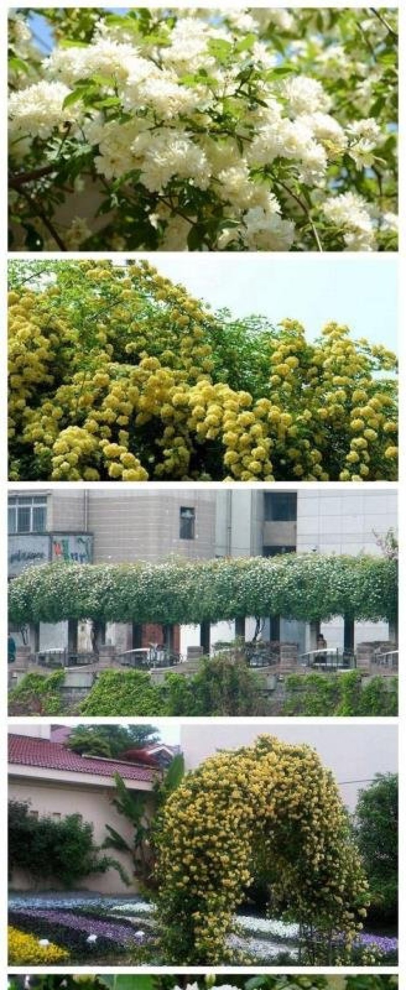 木香花苗七里香盆栽爬藤植物浓香四季甜蜜红木香花苗蔷薇攀援