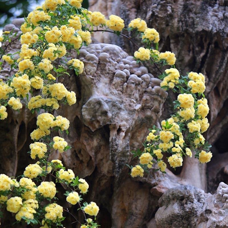 木香花苗七里香盆栽爬藤植物浓香四季甜蜜红木香花苗蔷薇攀援