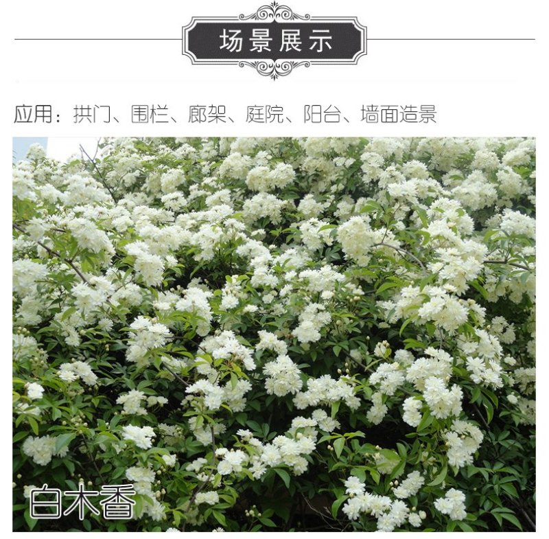 木香花苗七里香盆栽爬藤植物浓香四季甜蜜红木香花苗蔷薇攀援