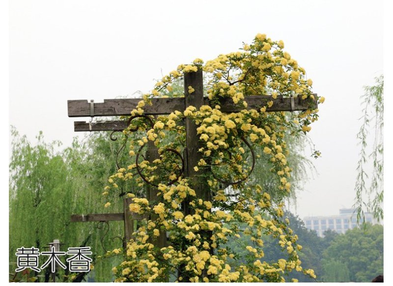木香花苗七里香盆栽爬藤植物浓香四季甜蜜红木香花苗蔷薇攀援