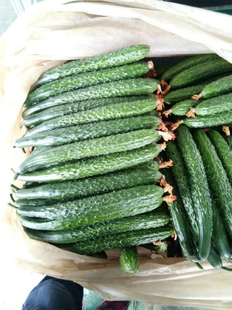 大量大棚青瓜，大量上市，大量有货，量大从优。。。