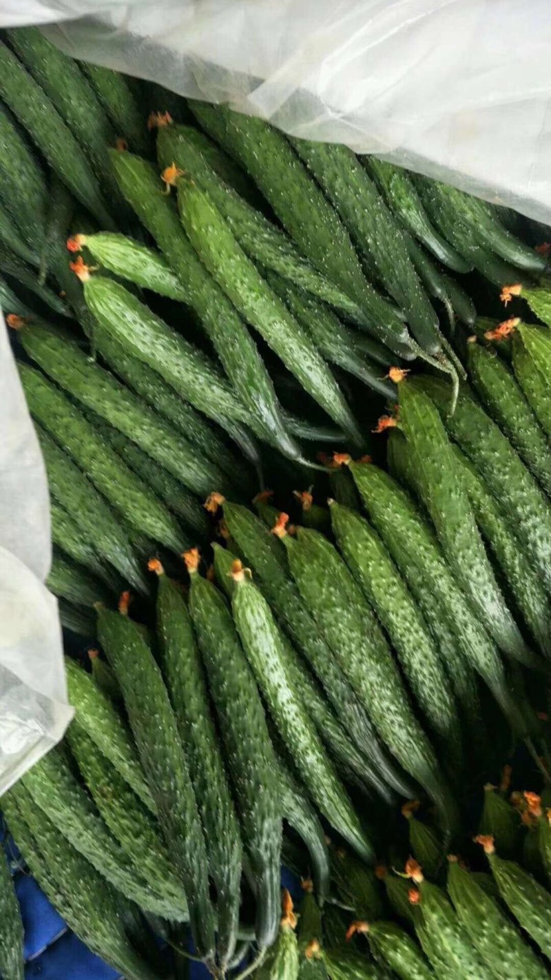 大量大棚青瓜，大量上市，大量有货，量大从优。。。