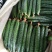 大量大棚青瓜，大量上市，大量有货，量大从优。。。