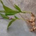 白芨/中药材白芨/紫花三叉白芨/广西野生紫花大白芨/