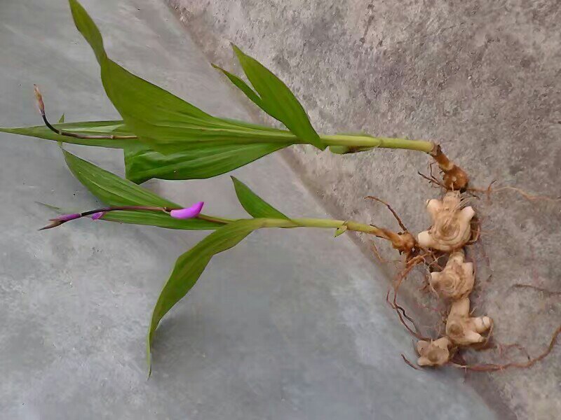 白芨/中药材白芨/紫花三叉白芨/广西野生紫花大白芨/