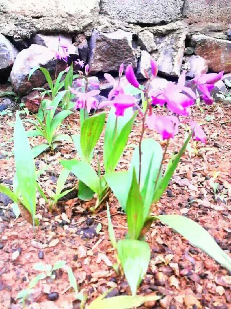 白芨/中药材白芨/紫花三叉白芨/广西野生紫花大白芨/