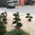 迎客松