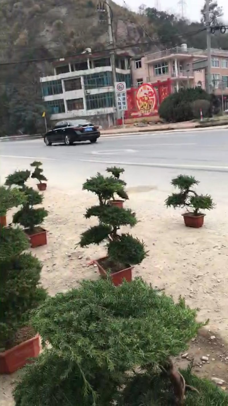 迎客松