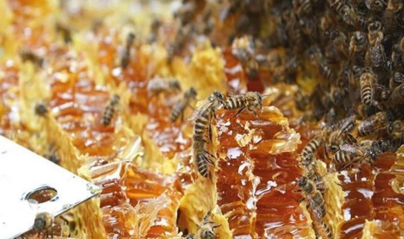 纯正蜂蜜，原滋原味