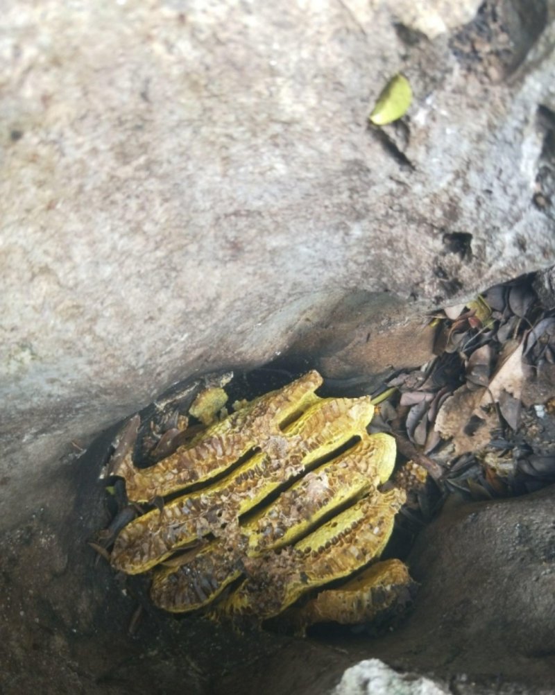 纯正蜂蜜，原滋原味