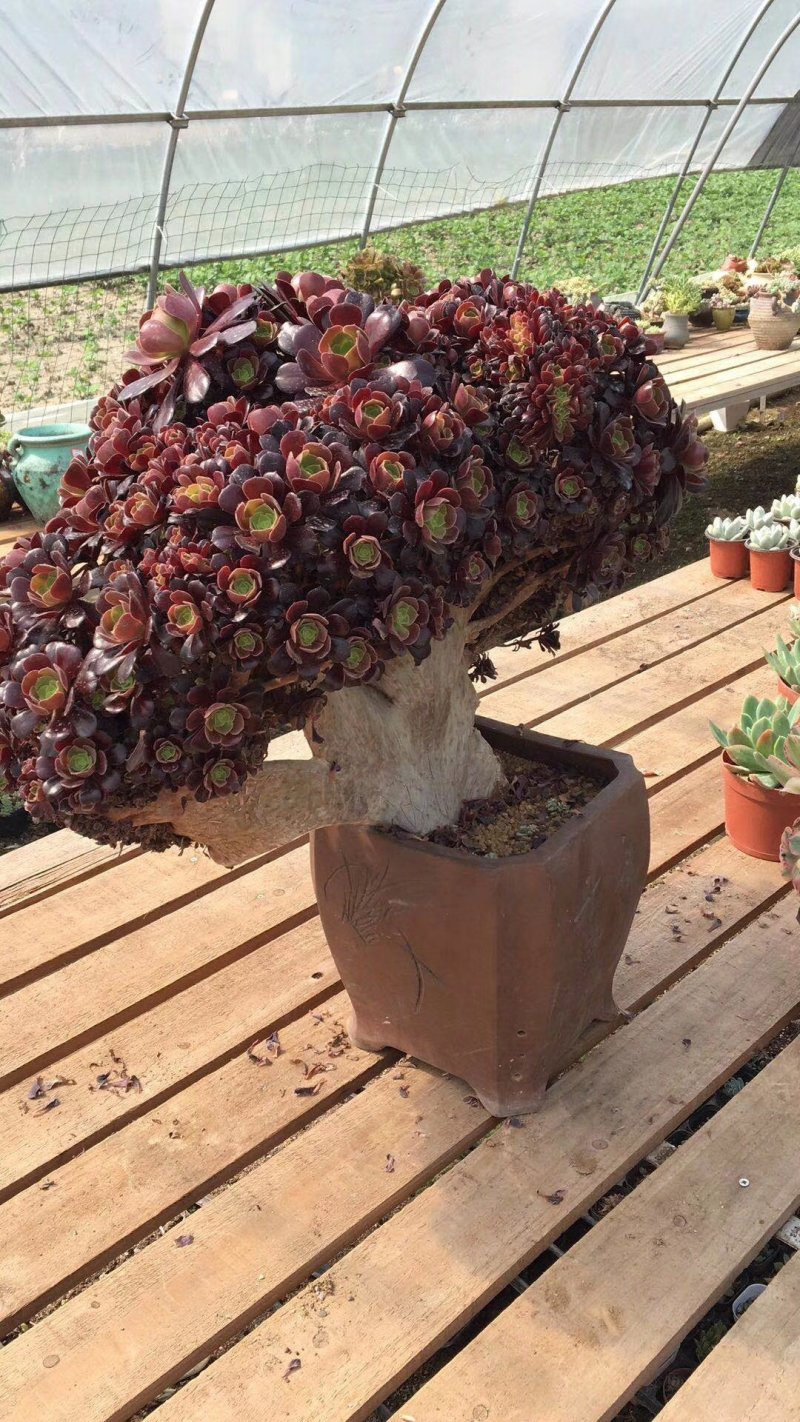 欧紫缀花