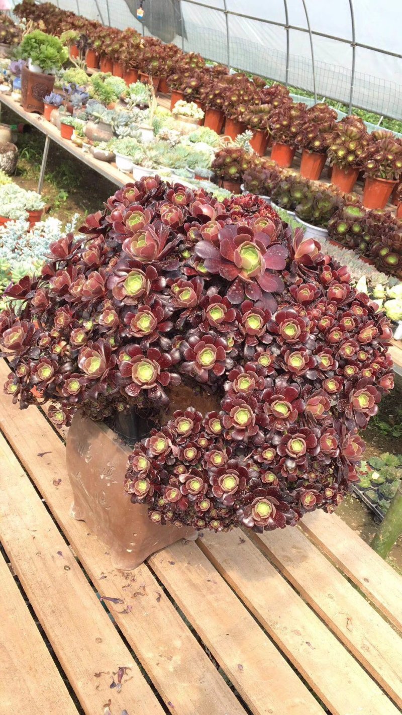 欧紫缀花