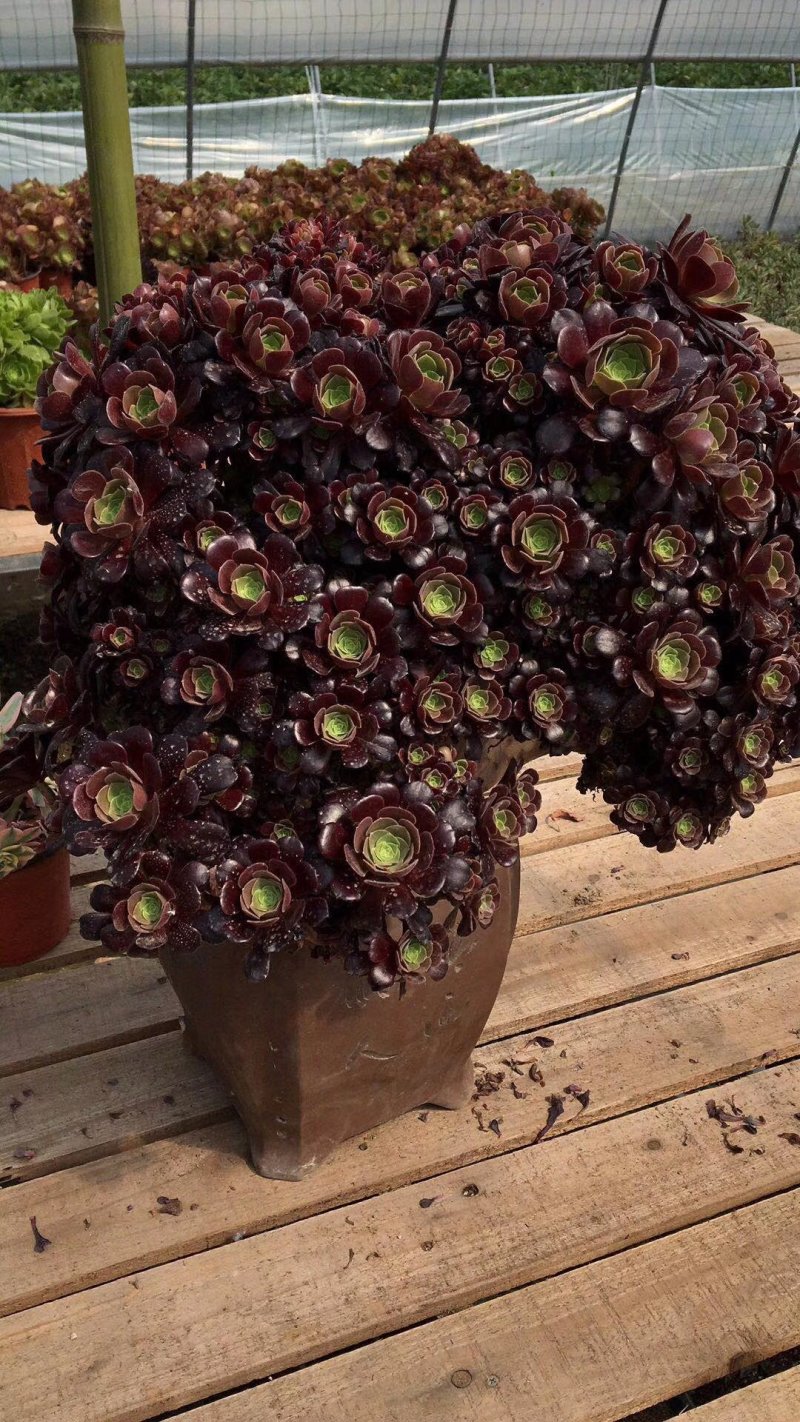 欧紫缀花