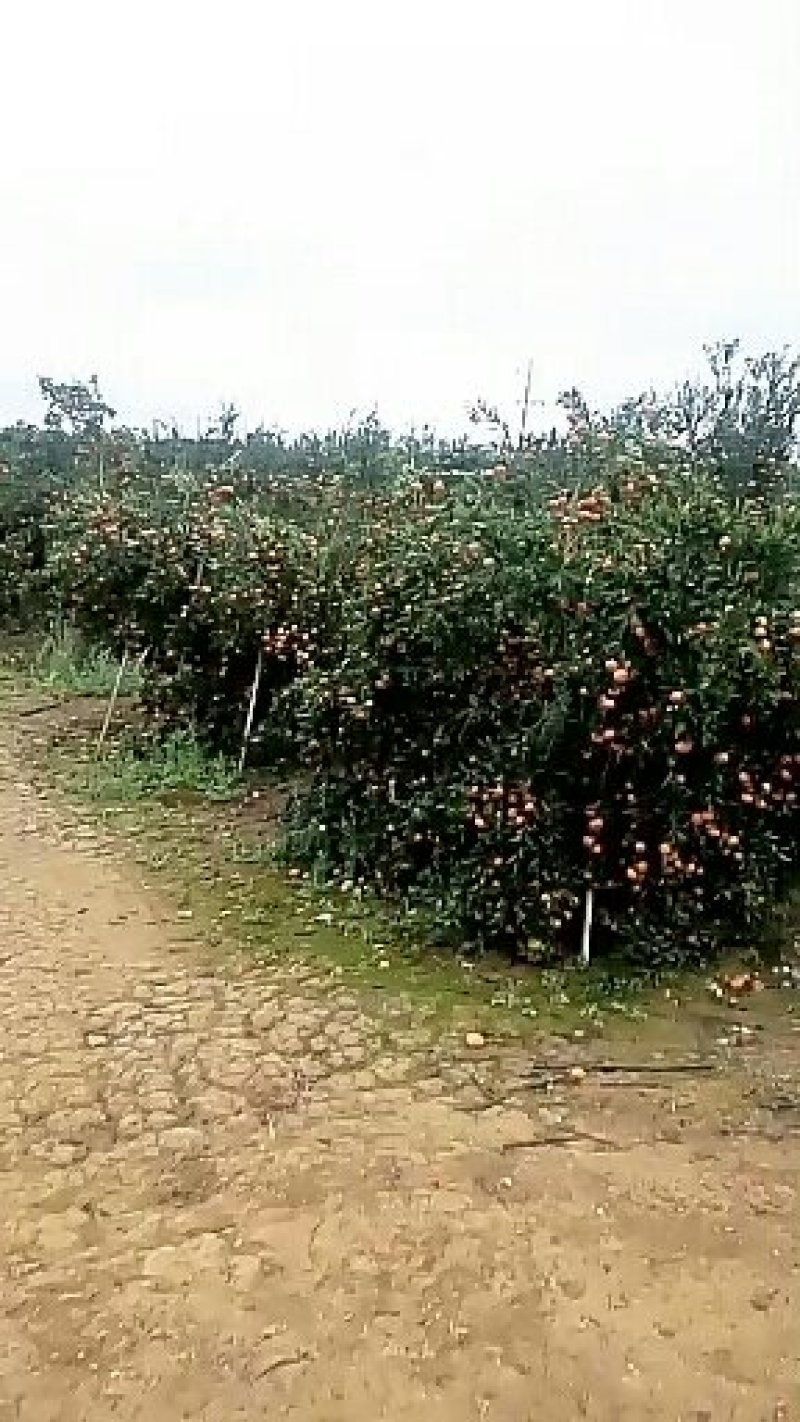 马水桔，果径3.5…6com，果味，味甜，单个重，1两以
