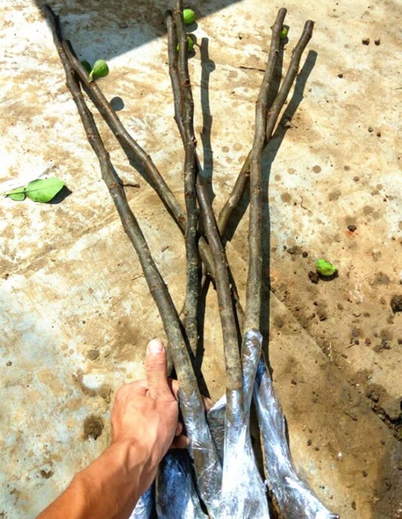 正宗威海大青皮红心甜无花果苗南北方种植特大盆地栽当年结