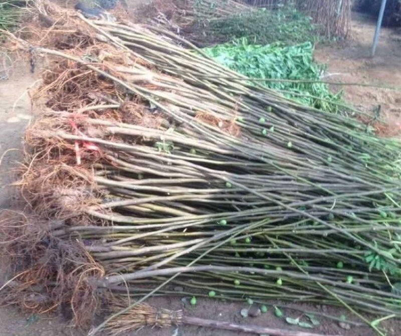 正宗威海大青皮红心甜无花果苗南北方种植特大盆地栽当年结