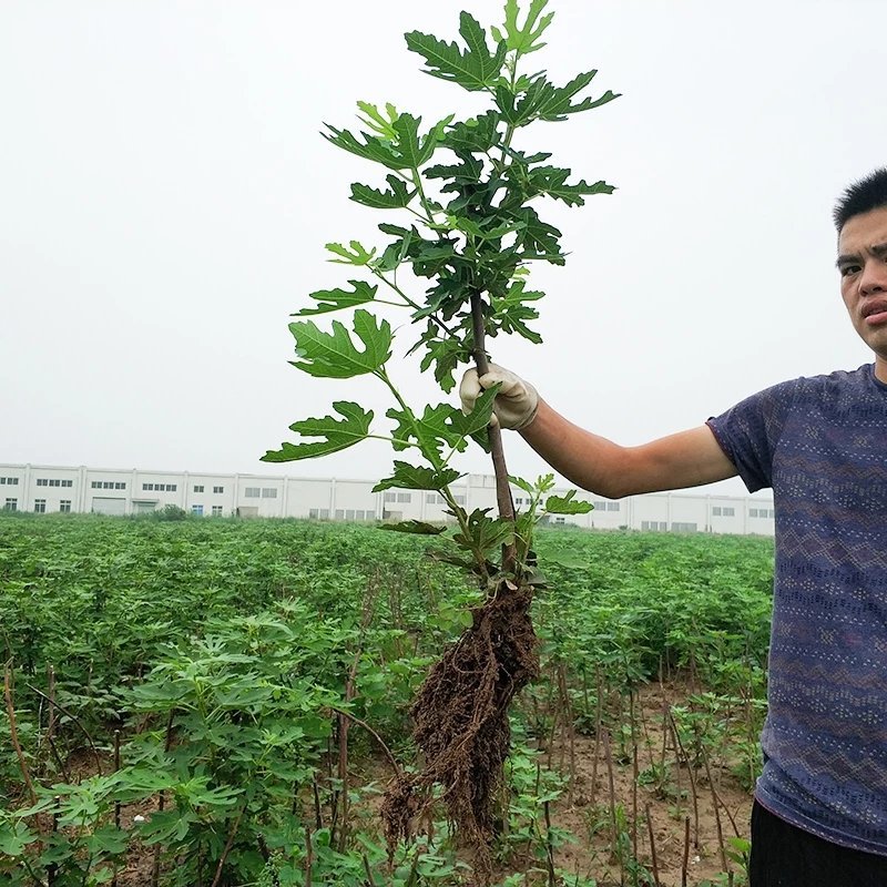 正宗威海大青皮红心甜无花果苗南北方种植特大盆地栽当年结