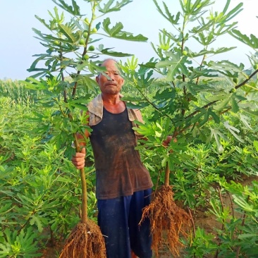 正宗威海大青皮红心甜无花果苗南北方种植特大盆地栽当年结
