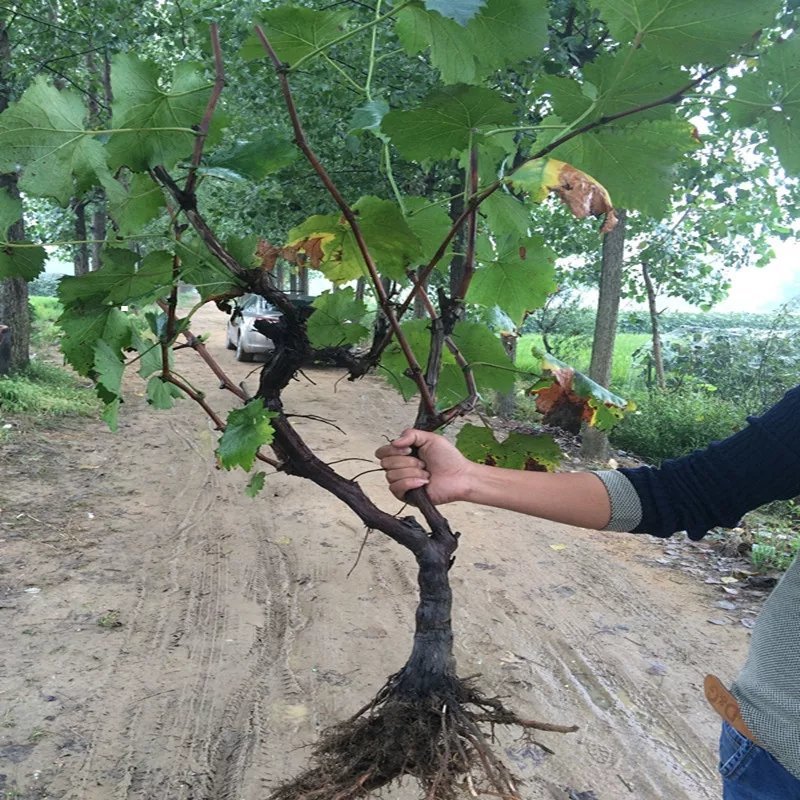 巨峰葡萄苗大蓝宝石葡萄树苖果树果苗南北方种植爬藤盆栽当年