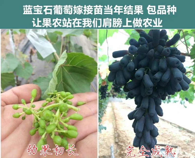 巨峰葡萄苗大蓝宝石葡萄树苖果树果苗南北方种植爬藤盆栽当年